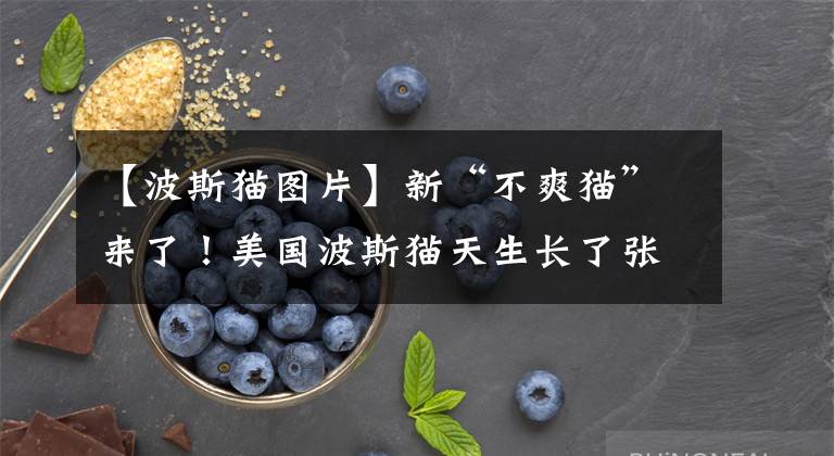 【波斯猫图片】新“不爽猫”来了！美国波斯猫天生长了张臭脸