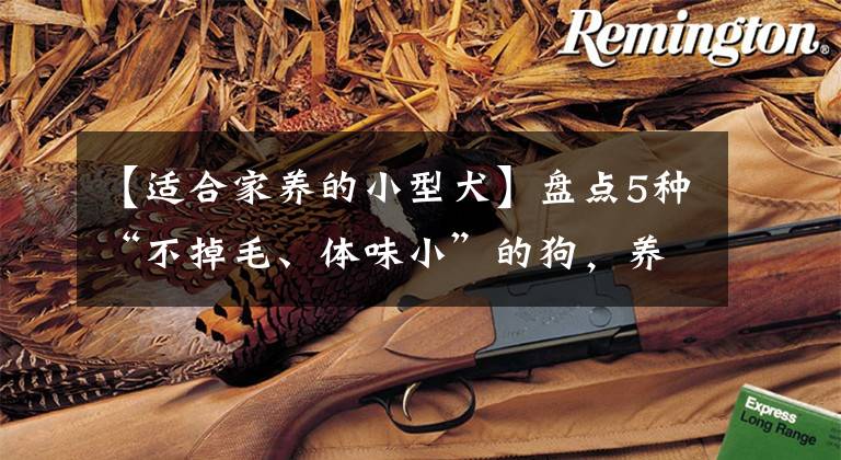 【适合家养的小型犬】盘点5种“不掉毛、体味小”的狗，养上一只真的太省心了