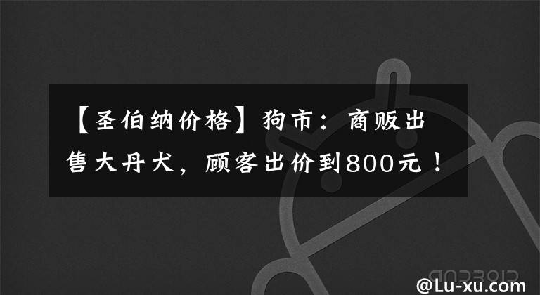 【圣伯纳价格】狗市：商贩出售大丹犬，顾客出价到800元！