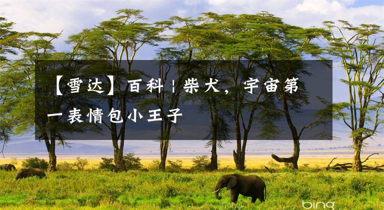 【雪达】百科 | 柴犬，宇宙第一表情包小王子