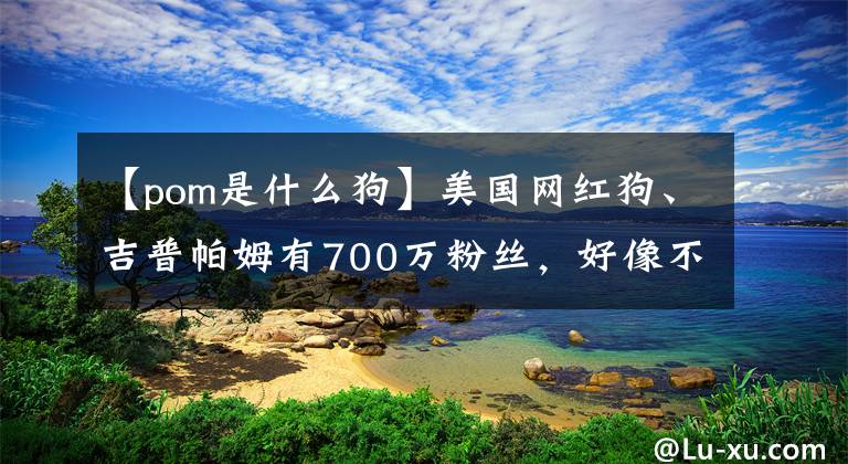 【pom是什么狗】美国网红狗、吉普帕姆有700万粉丝，好像不能像狗一样生活。