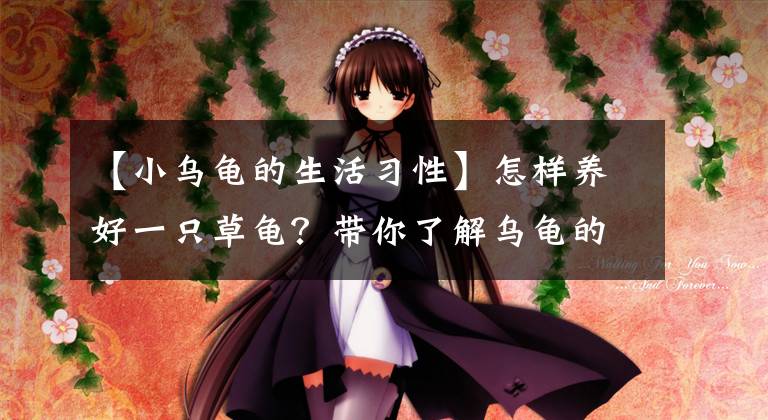 【小乌龟的生活习性】怎样养好一只草龟？带你了解乌龟的三大生活习性！「龟谷鳖老」