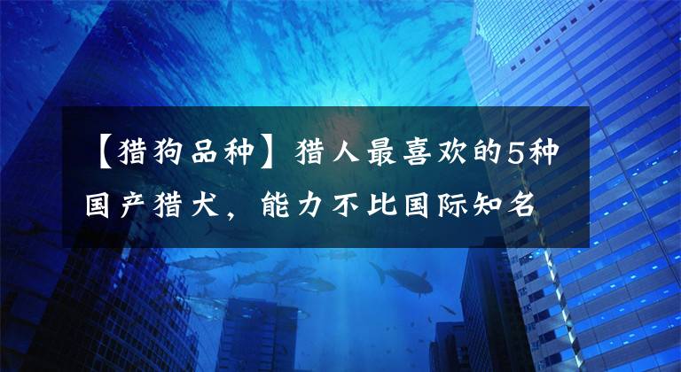 【猎狗品种】猎人最喜欢的5种国产猎犬，能力不比国际知名猎犬差