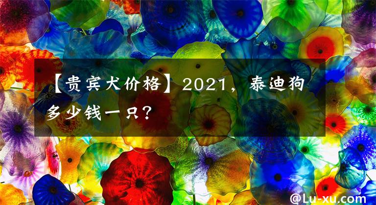 【贵宾犬价格】2021，泰迪狗多少钱一只？