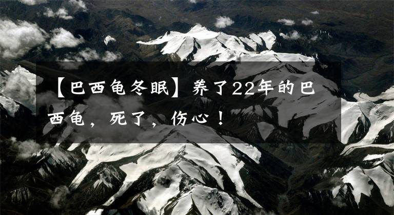 【巴西龟冬眠】养了22年的巴西龟，死了，伤心！