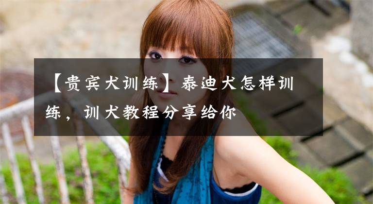 【贵宾犬训练】泰迪犬怎样训练，训犬教程分享给你