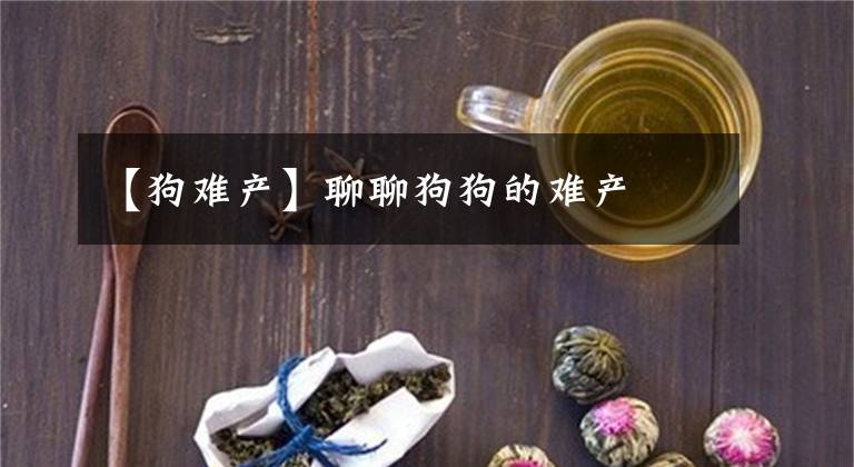 【狗难产】聊聊狗狗的难产