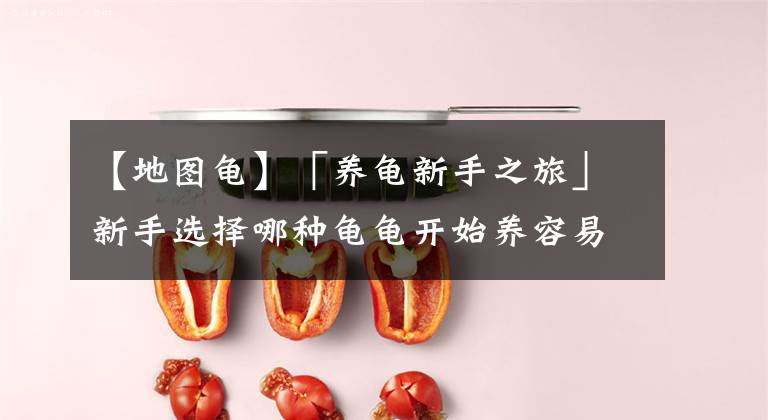 【地图龟】「养龟新手之旅」新手选择哪种龟龟开始养容易找到自信呢？