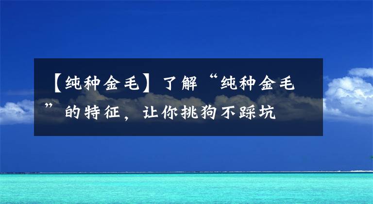 【纯种金毛】了解“纯种金毛”的特征，让你挑狗不踩坑
