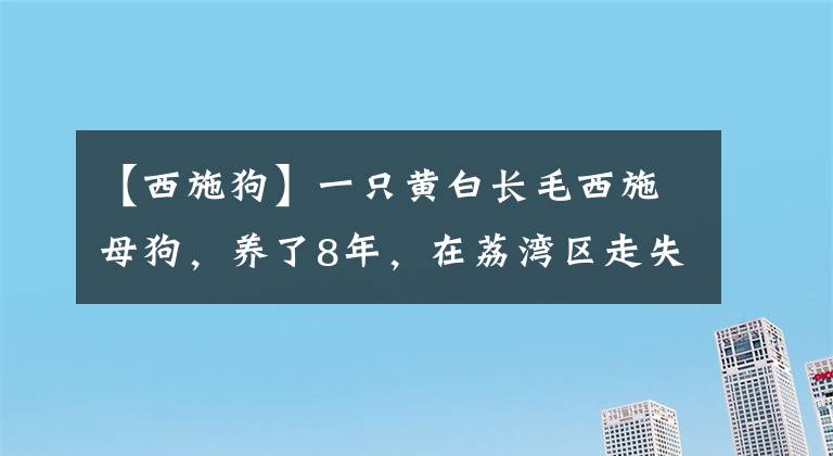 【西施狗】一只黄白长毛西施母狗，养了8年，在荔湾区走失