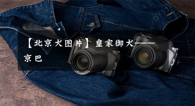 【北京犬图片】皇家御犬——京巴
