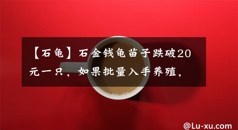【石龟】石金钱龟苗子跌破20元一只，如果批量入手养殖，到底算不算接盘？