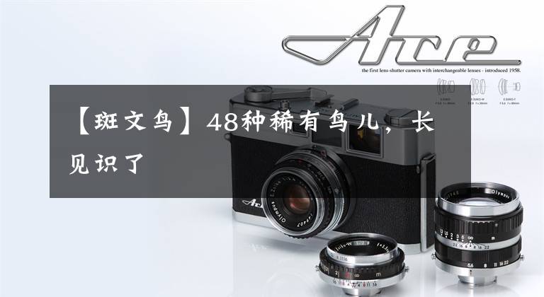 【斑文鸟】48种稀有鸟儿，长见识了