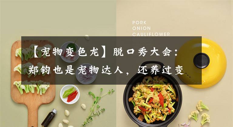 【宠物变色龙】脱口秀大会：郑钧也是宠物达人，还养过变色龙，这也太厉害了