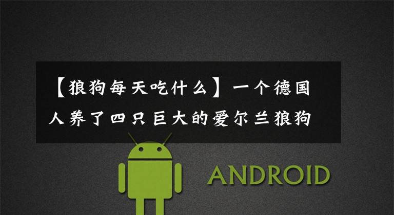 【狼狗每天吃什么】一个德国人养了四只巨大的爱尔兰狼狗，每个月吃300欧元的食物。