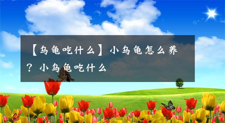 【乌龟吃什么】小乌龟怎么养？小乌龟吃什么
