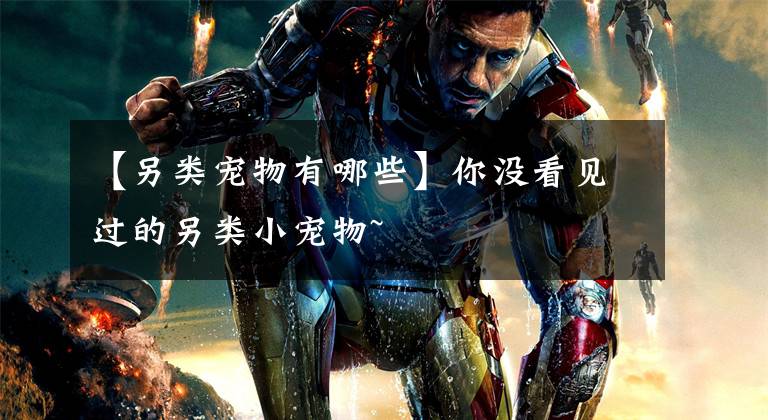 【另类宠物有哪些】你没看见过的另类小宠物~