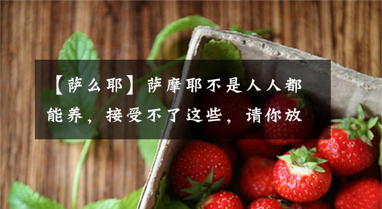 【萨么耶】萨摩耶不是人人都能养，接受不了这些，请你放弃