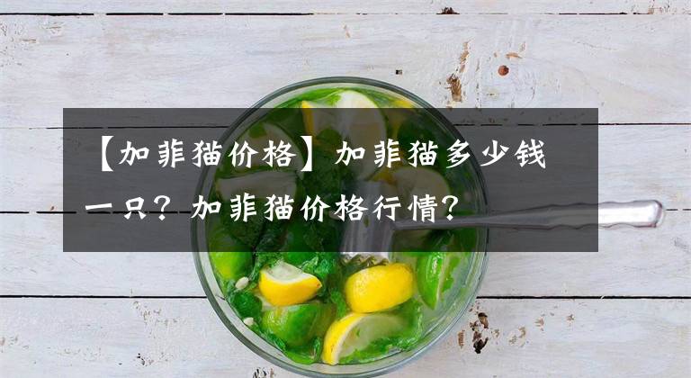 【加菲猫价格】加菲猫多少钱一只？加菲猫价格行情？