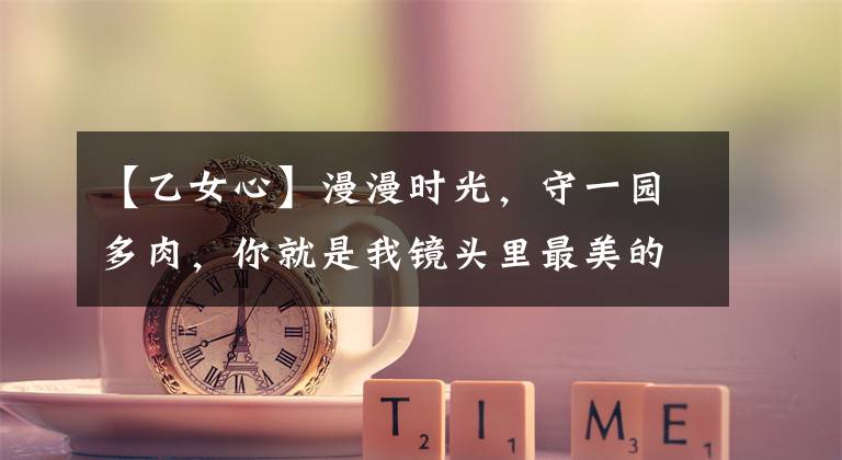 【乙女心】漫漫时光，守一园多肉，你就是我镜头里最美的风景