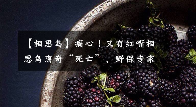 【相思鸟】痛心！又有红嘴相思鸟离奇“死亡”，野保专家这样说