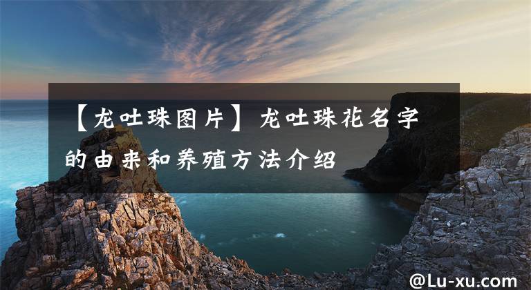 【龙吐珠图片】龙吐珠花名字的由来和养殖方法介绍