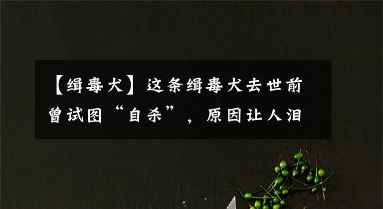【缉毒犬】这条缉毒犬去世前曾试图“自杀”，原因让人泪目