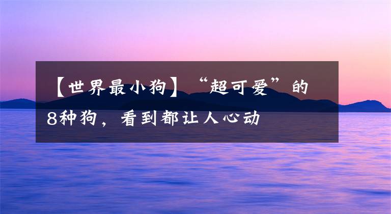 【世界最小狗】“超可爱”的8种狗，看到都让人心动