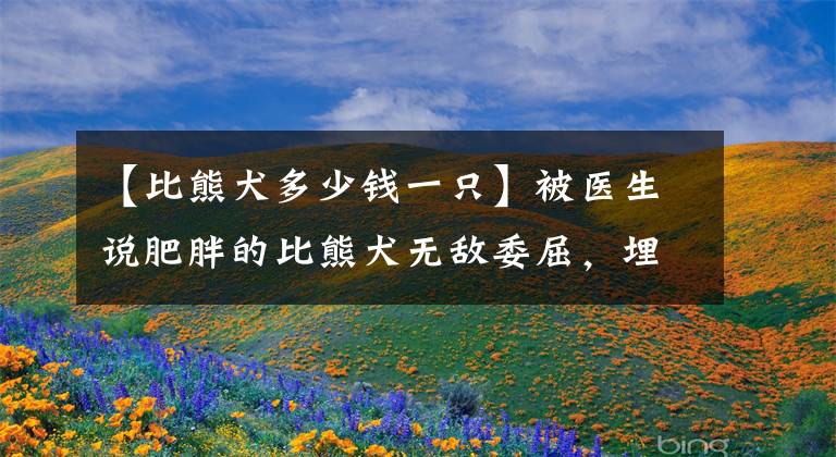 【比熊犬多少钱一只】被医生说肥胖的比熊犬无敌委屈，埋在主人胸口讨摸摸，也太可爱了