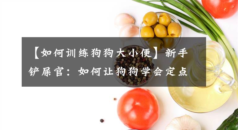 【如何训练狗狗大小便】新手铲屎官：如何让狗狗学会定点上厕所