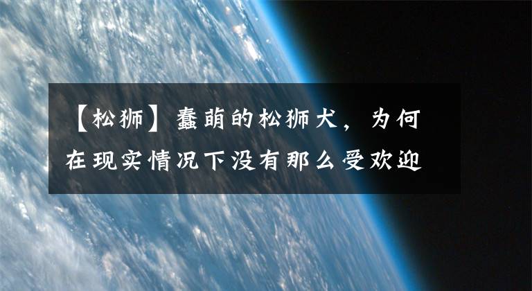 【松狮】蠢萌的松狮犬，为何在现实情况下没有那么受欢迎，这些原因很重要