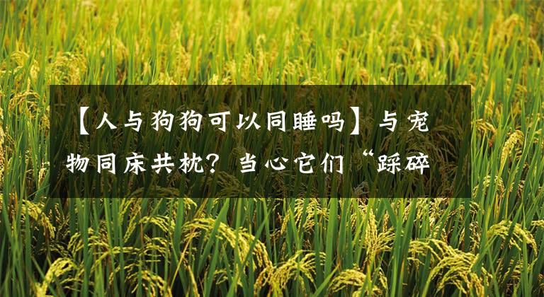 【人与狗狗可以同睡吗】与宠物同床共枕？当心它们“踩碎”你的梦