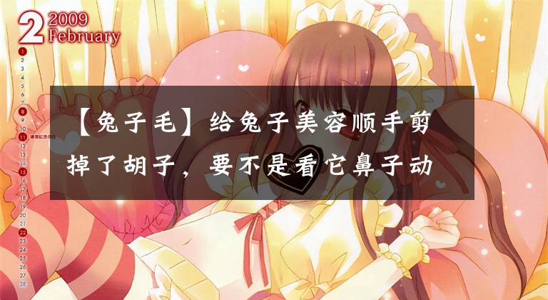 【兔子毛】给兔子美容顺手剪掉了胡子，要不是看它鼻子动，差点认成小毛驴！