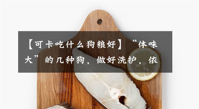 【可卡吃什么狗粮好】“体味大”的几种狗，做好洗护，依旧有味