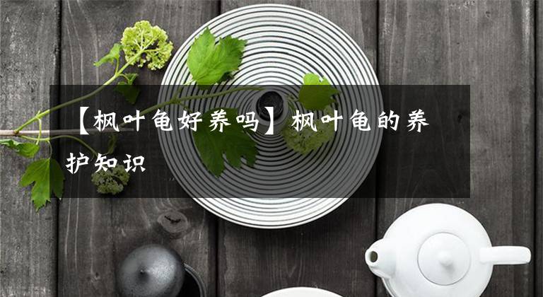 【枫叶龟好养吗】枫叶龟的养护知识
