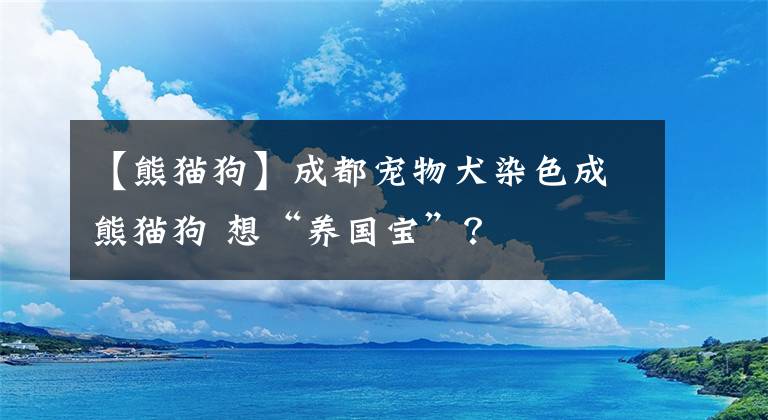 【熊猫狗】成都宠物犬染色成熊猫狗 想“养国宝”？