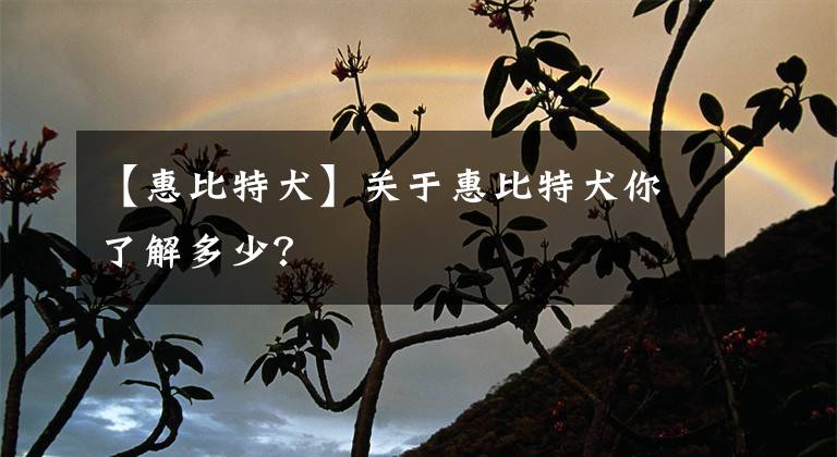 【惠比特犬】关于惠比特犬你了解多少？
