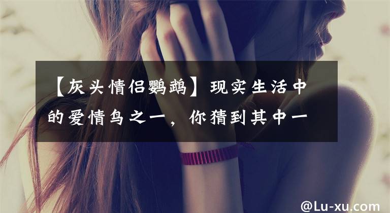 【灰头情侣鹦鹉】现实生活中的爱情鸟之一，你猜到其中一个是它了吗
