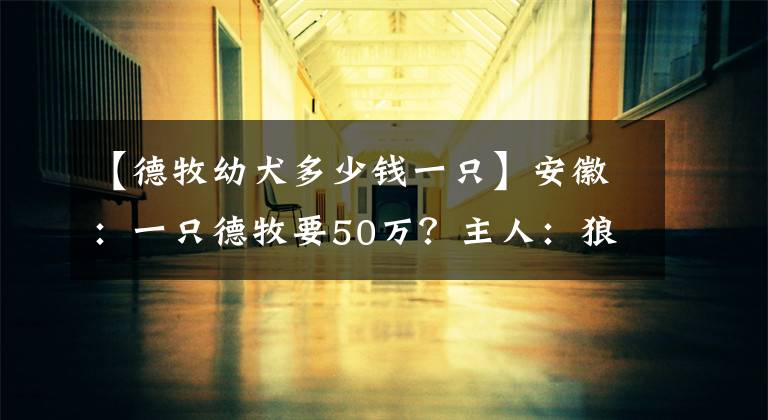 【德牧幼犬多少钱一只】安徽：一只德牧要50万？主人：狼王辛巴的女儿，网友：炒，接着炒