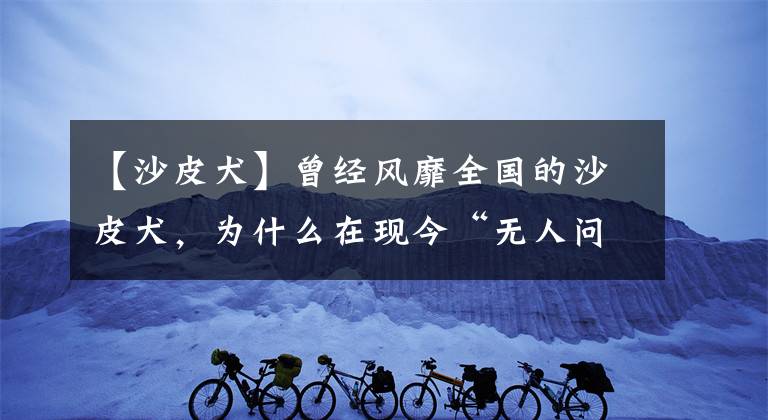 【沙皮犬】曾经风靡全国的沙皮犬，为什么在现今“无人问津”