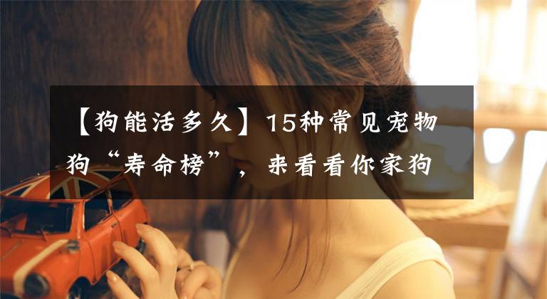 【狗能活多久】15种常见宠物狗“寿命榜”，来看看你家狗狗能活多久？
