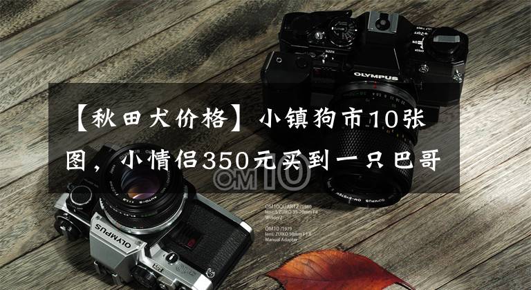 【秋田犬价格】小镇狗市10张图，小情侣350元买到一只巴哥犬，秋田犬1500元