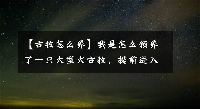 【古牧怎么养】我是怎么领养了一只大型犬古牧，提前进入了猫狗双全的人生