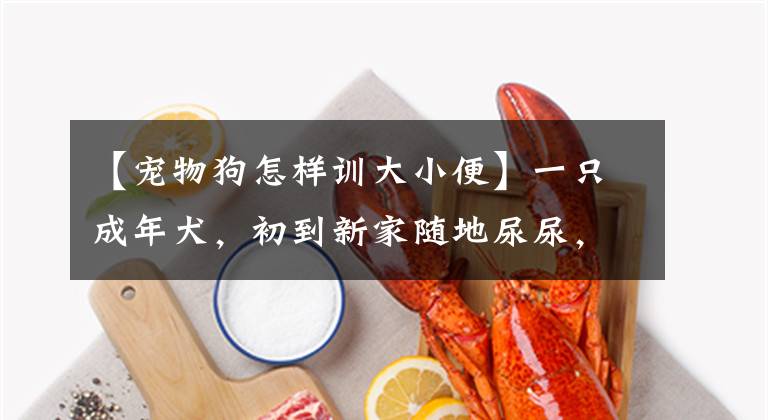 【宠物狗怎样训大小便】一只成年犬，初到新家随地尿尿，那主人该怎么帮它进行家庭训练？