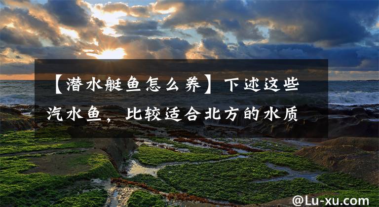 【潜水艇鱼怎么养】下述这些汽水鱼，比较适合北方的水质，可以养出海水鱼的味道