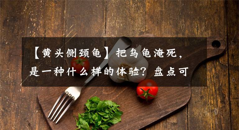 【黄头侧颈龟】把乌龟淹死，是一种什么样的体验？盘点可能出现在鱼缸里的八种龟