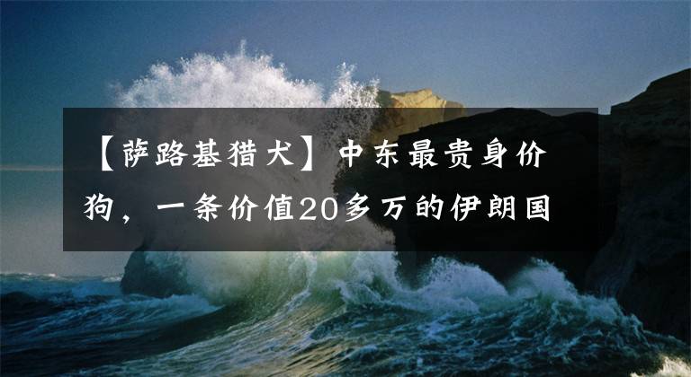 【萨路基猎犬】中东最贵身价狗，一条价值20多万的伊朗国宝萨路基犬太美