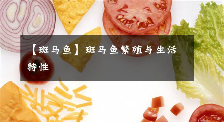 【斑马鱼】斑马鱼繁殖与生活特性
