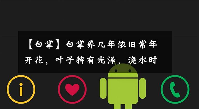 【白掌】白掌养几年依旧常年开花，叶子特有光泽，浇水时加点液肥就行了