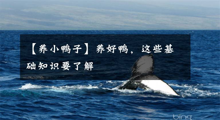【养小鸭子】养好鸭，这些基础知识要了解